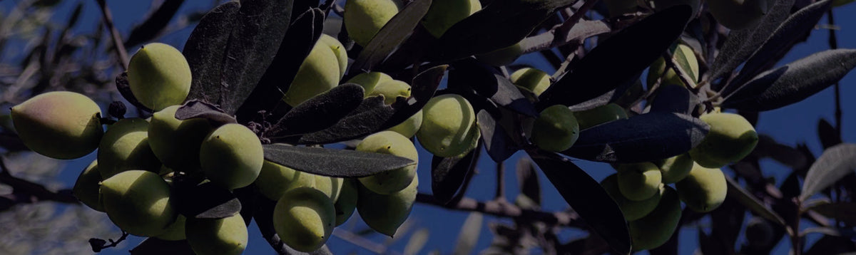 What makes a high-polyphenol olive oil?